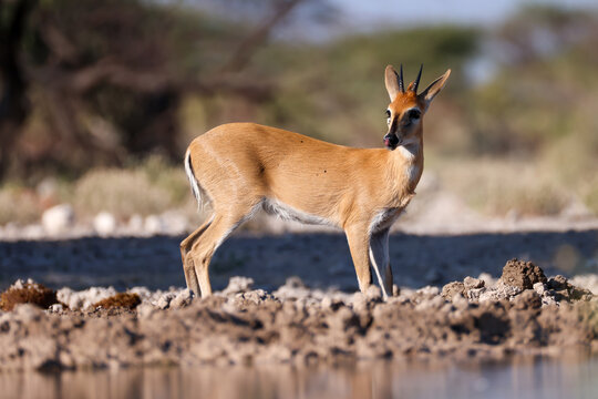 duiker antelope in the bushlands of Namibia