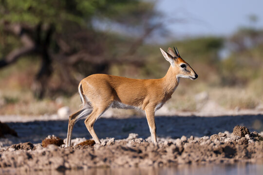 duiker antelope in the bushlands of Namibia