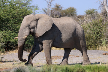 Obraz premium african elephant in the bush of Namibia