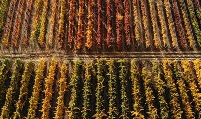 Obraz premium A stunning aerial view of a vineyard in full harvest season, showcasing rows of lush green grapevines under a clear blue sky