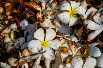 close up photo of a collection of frangipani flowers that have fallen and dried