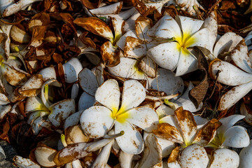 close up photo of a collection of frangipani flowers that have fallen and dried