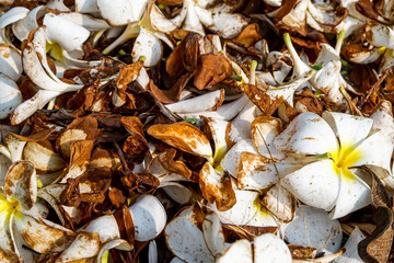 close up photo of a collection of frangipani flowers that have fallen and dried
