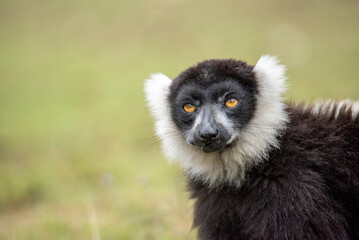 Obraz premium Lemur of Madagascar in their natural location