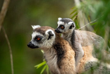 Lemur of Madagascar in their natural location