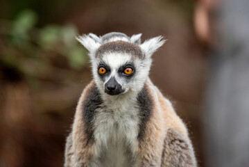 Lemur of Madagascar in their natural location © Sedera