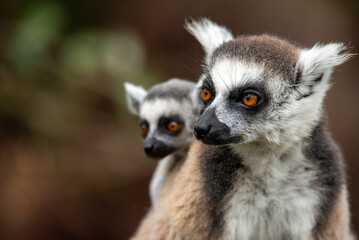 Obraz premium Lemur of Madagascar in their natural location