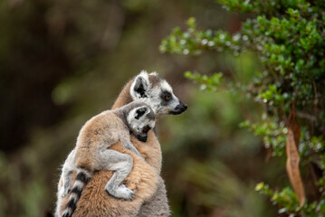 Obraz premium Lemur of Madagascar in their natural location