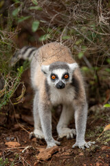 Lemur of Madagascar in their natural location