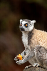Obraz premium Lemur of Madagascar in their natural location