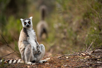 Lemur of Madagascar in their natural location © Sedera