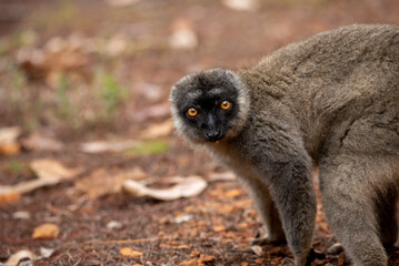 Lemur of Madagascar in their natural location