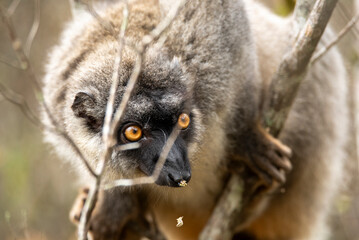 Lemur of Madagascar in their natural location