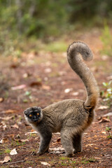 Lemur of Madagascar in their natural location