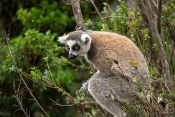 Lemur of Madagascar in their natural location