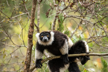 Lemur of Madagascar in their natural location