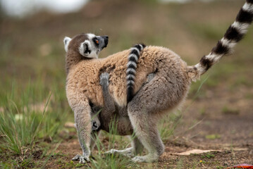 Obraz premium Lemur of Madagascar in their natural location