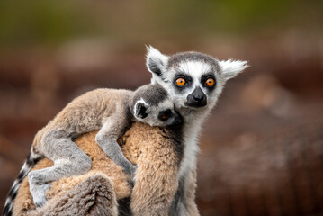 Lemur of Madagascar in their natural location