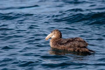 A close-up shot of a young Northern giant petrel (Macronectes halli) swimming in the South Pacific Ocean with a blue sea background, off the Taiaroa Head, Otago Peninsula, South Island, New Zealand