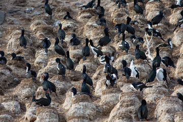 New Zealand endemic, Otago shag or Stewart Island shag (Leucocarbo chalconotus) sitting on their nests in a breeding colony at Taiaroa Head, Otago Peninsula, in the South Island, New Zealand