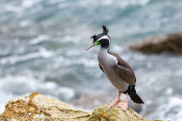 A Spotted shag (Stictocarbo punctatus), endemic to New Zealand, in breeding plumage, resting on the coastal rocks by the sea, at Taiaroa Head, Otago Harbour entrance, Otago Peninsula, South Island, NZ