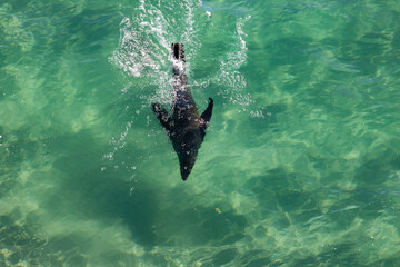 An aerial view of a New Zealand fur seal (Arctocephalus forsteri) gracefully swimming in the clear, turquoise waters off Taiaroa Head, Otago Peninsula, in the South Island, New Zealand. Sea background