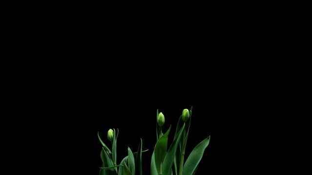 Time lapse of growth, budding and blossoming of tulips on a black background, rotation of the subject, 4k video