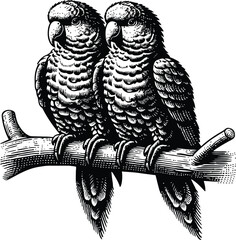 set of parrots sitting on a branch silhouette, on a white background, vector