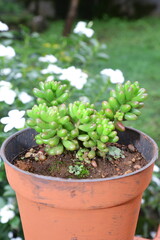 Jelly bean succulent plants for decoration outdoor 