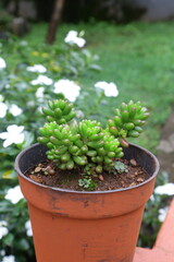 Out door Jelly bean succulent plants for decoration