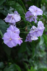 Solanum wendlandii, the giant potato creeper, potato vine, Costa Rican nightshade, divorce vine, or paradise flower, is a species of flowering plant in the family Solanaceae