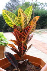 Garden croton plants outdoor with sunrise