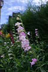 Bell flower Nuwara Eliya Photo: Season time for Nuwara Eliya