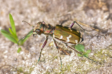 Cicindela campestris or Field Racer in the backyard. Macro photo of a green beetle