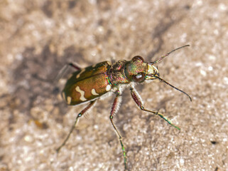Cicindela campestris or Field Racer in the backyard. Macro photo of a green beetle
