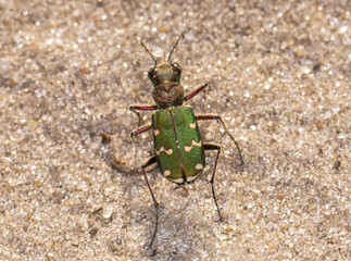 Cicindela campestris or Field Racer in the backyard. Macro photo of a green beetle