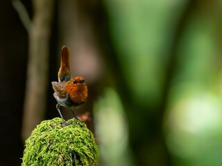 森の中で枯れ木に留まっているコマドリの雄