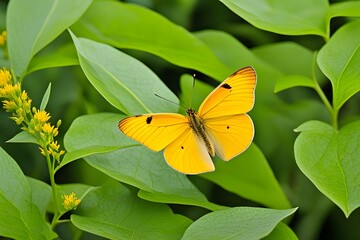 A flying yellow butterfly
