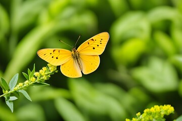 A flying yellow butterfly