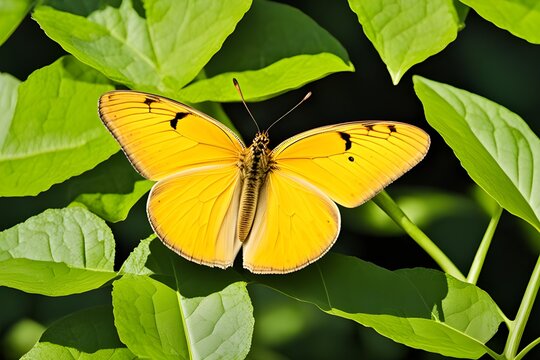 A flying yellow butterfly