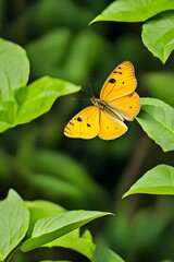 A flying yellow butterfly
