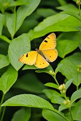 A flying yellow butterfly