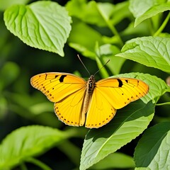 A flying yellow butterfly