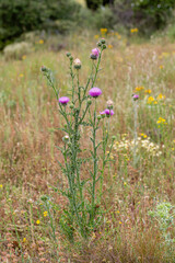 Carduus nigrescens. Thistle, thorny plant with inflorescences.
