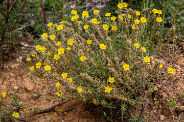 Helianthemum nummularium. Comraon rockrose, view of the plant with its flowers with yellow petals.