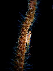 a small fish resting on a coral branch in a dark underwater environment