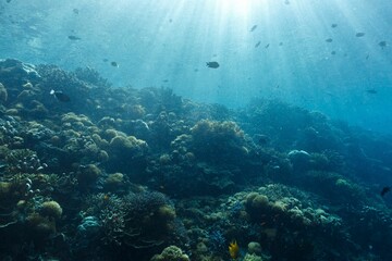 View of a vibrant coral reef with various fish swimming under sun rays