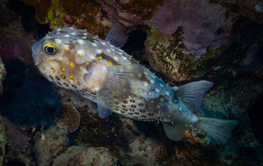Underwater Tropical Corals Reef with porcupine pufferfish . Marine life sea world. Tropical colourful underwater seascape. © Lukas Gojda