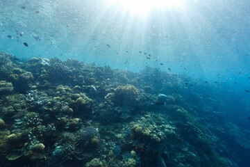 View of a vibrant coral reef with various fish swimming under sun rays
