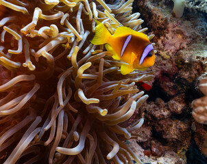 Underwater Tropical anemone with Red sea clownfish (amphiprion bicinctus) . Marine life sea world. Tropical colourful underwater seascape.